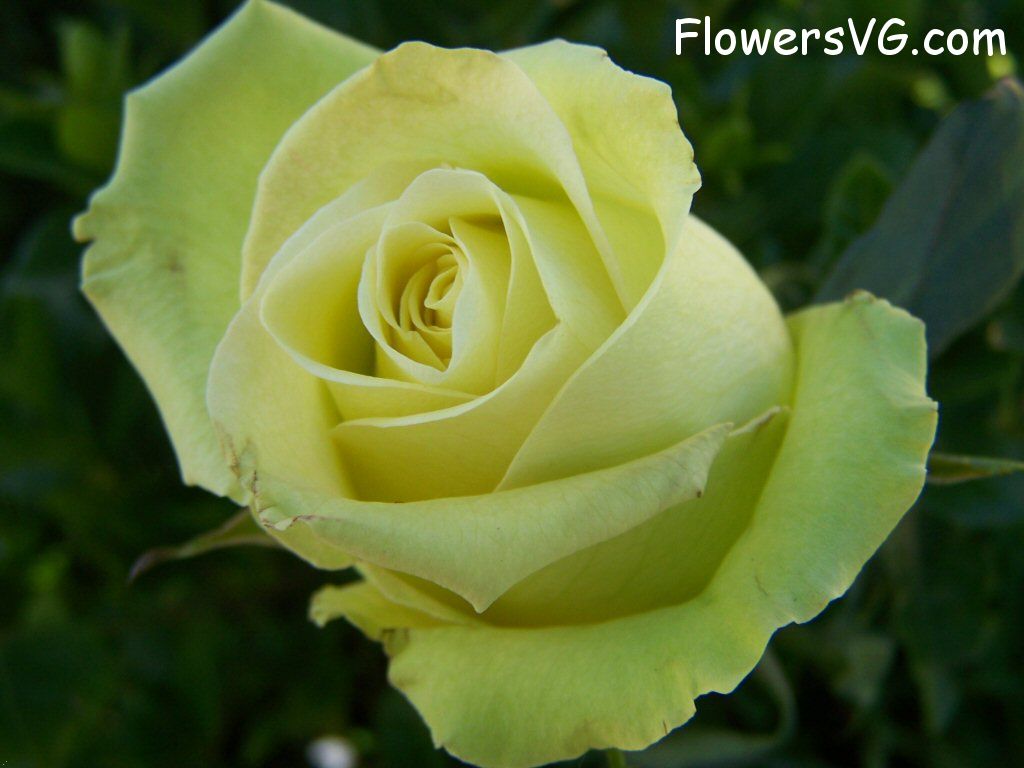 rose_yellow_garden_single_flower photo