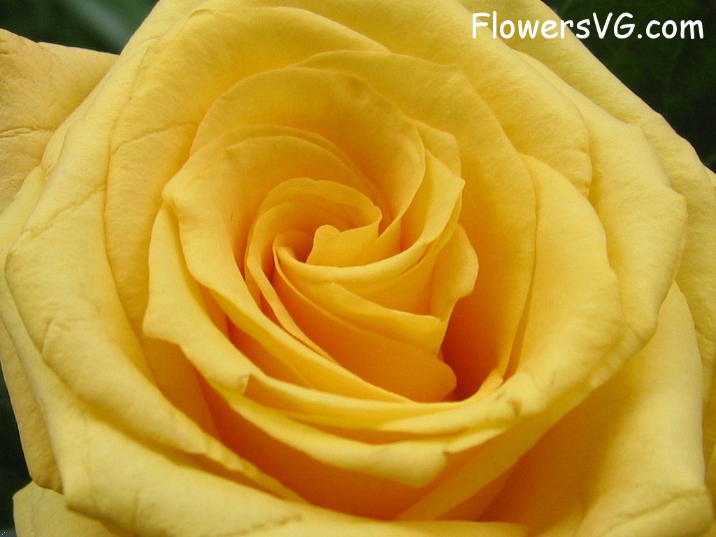 rose_yellow_large_flower photo