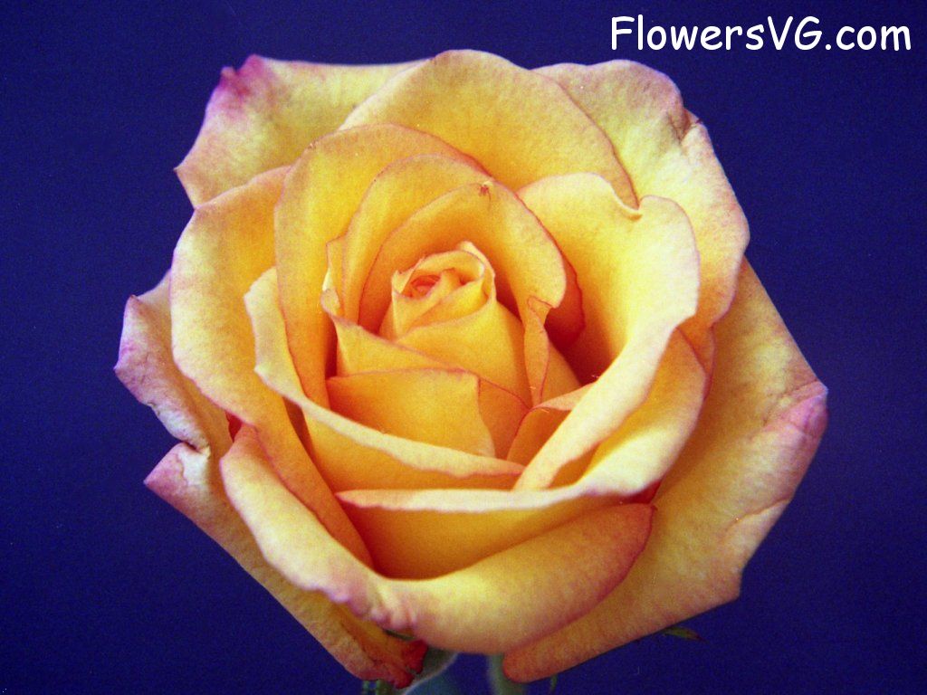 rose_yellow_red_blue_sky photo
