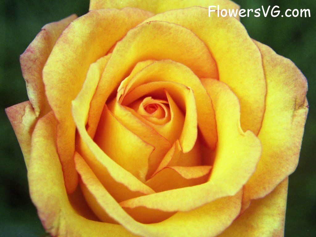 rose_yellow_red_flower photo