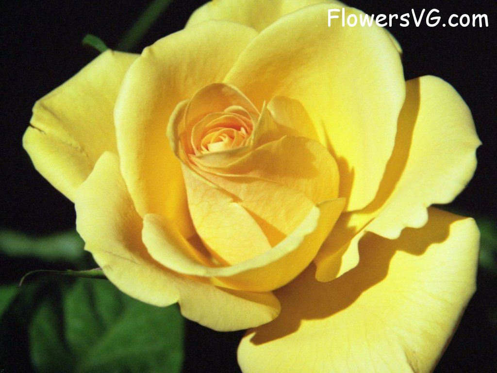 rose_yellow_single_flower_bloom photo