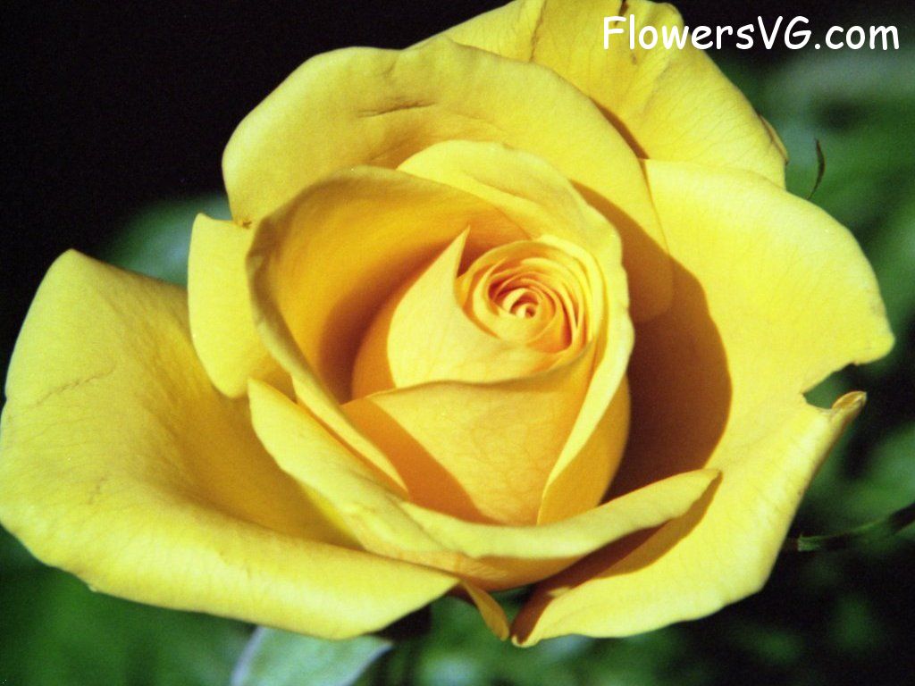 rose_yellow_single_flower_petals photo