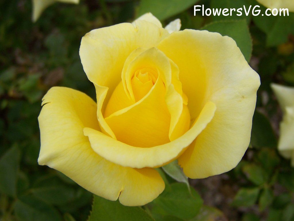 rose_yellow_single_garden_flower photo