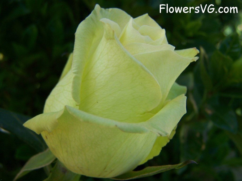 rose_yellow_single_unbloomed photo