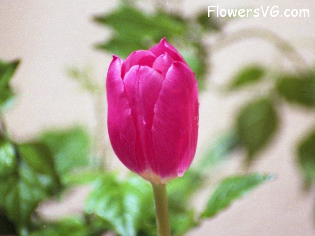 tulip flower Photo tulip001.jpg