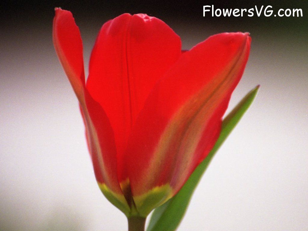 tulip flower Photo tulip002.jpg