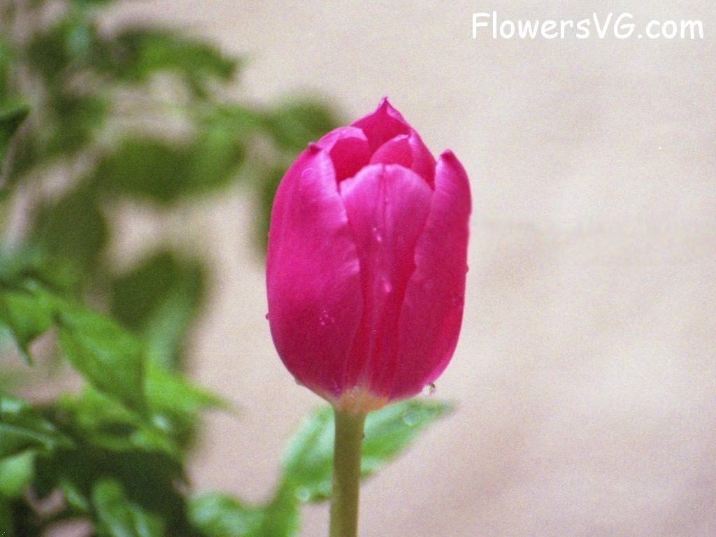 tulip flower Photo tulip003.jpg