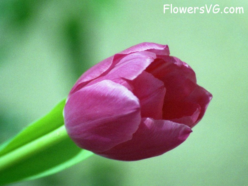 tulip flower Photo tulip004.jpg