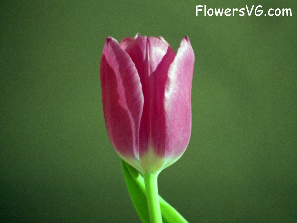 tulip flower Photo tulip006.jpg