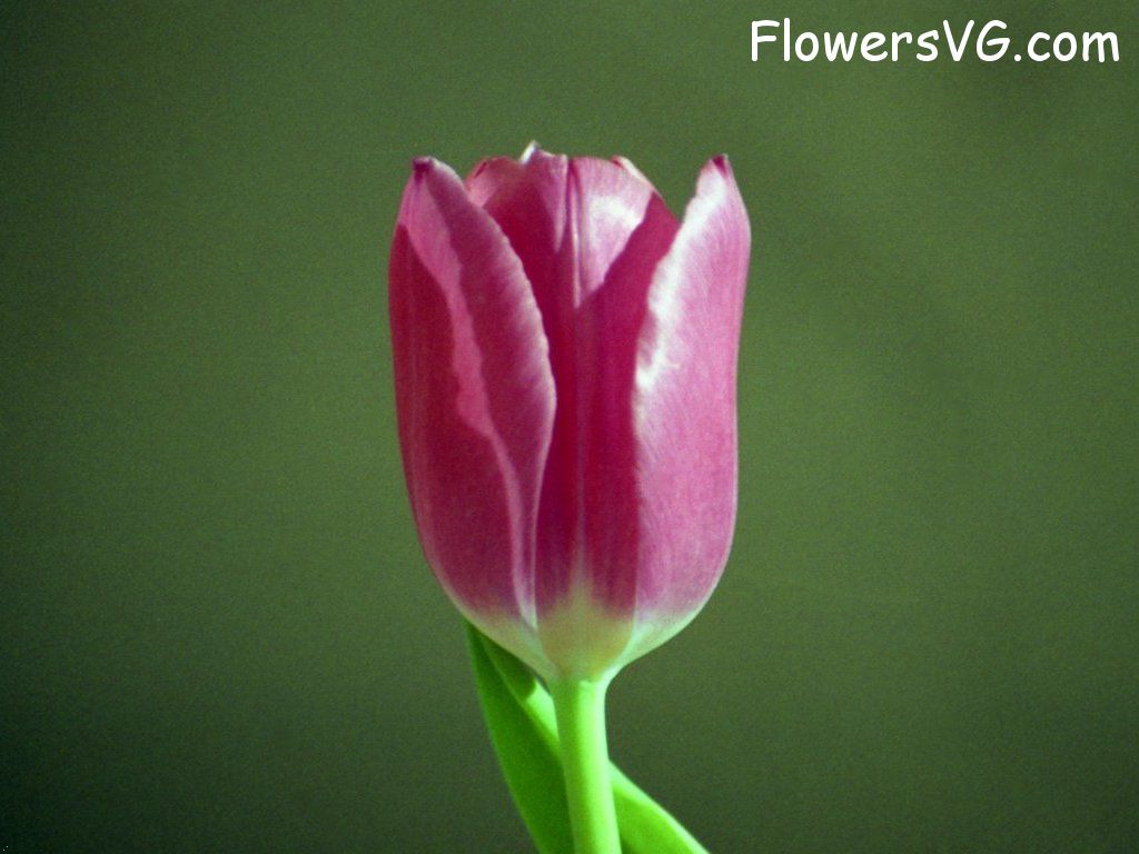 tulip flower Photo tulip007.jpg