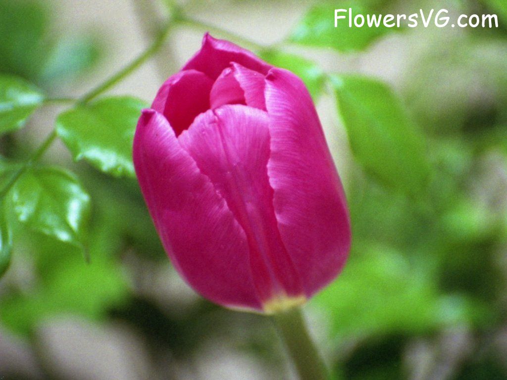 tulip flower Photo tulip008.jpg