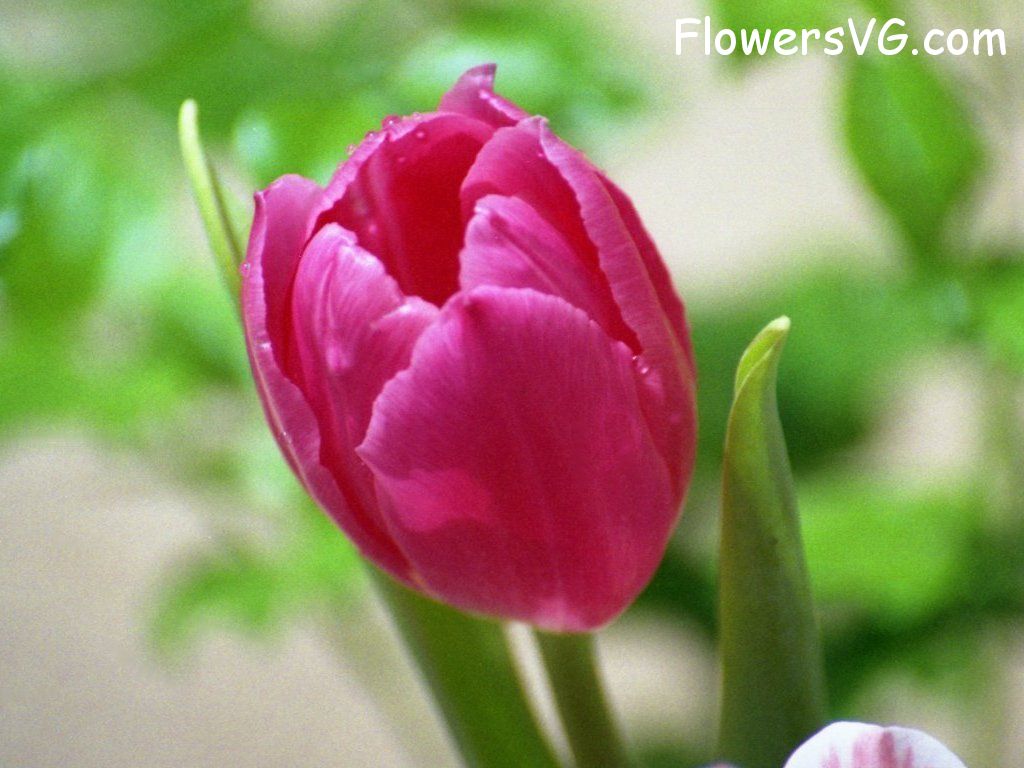 tulip flower Photo tulip011.jpg