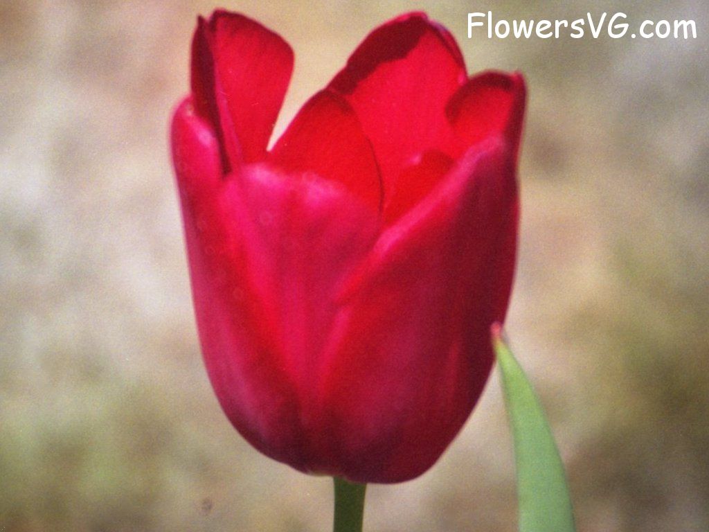 tulip flower Photo tulip013.jpg