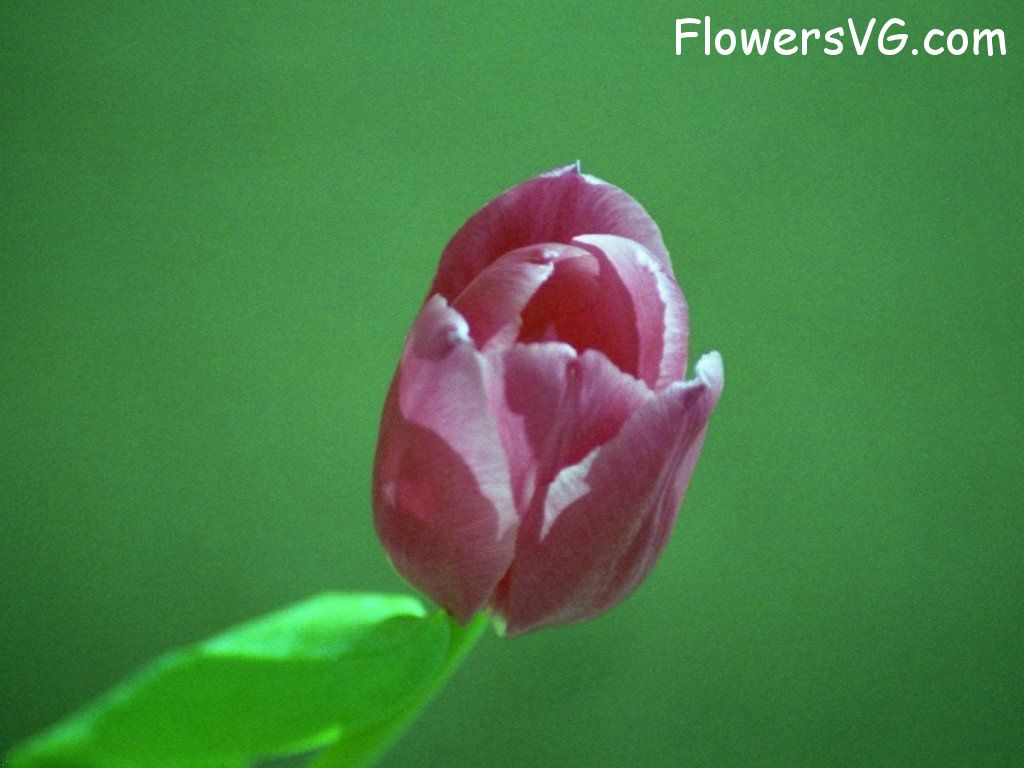 tulip flower Photo tulip014.jpg