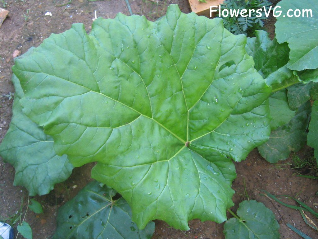  vegetable0105.jpg