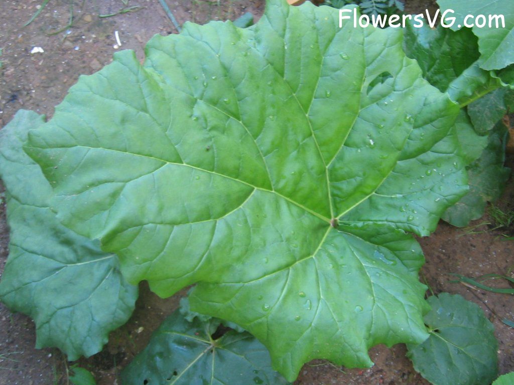  vegetable0106.jpg