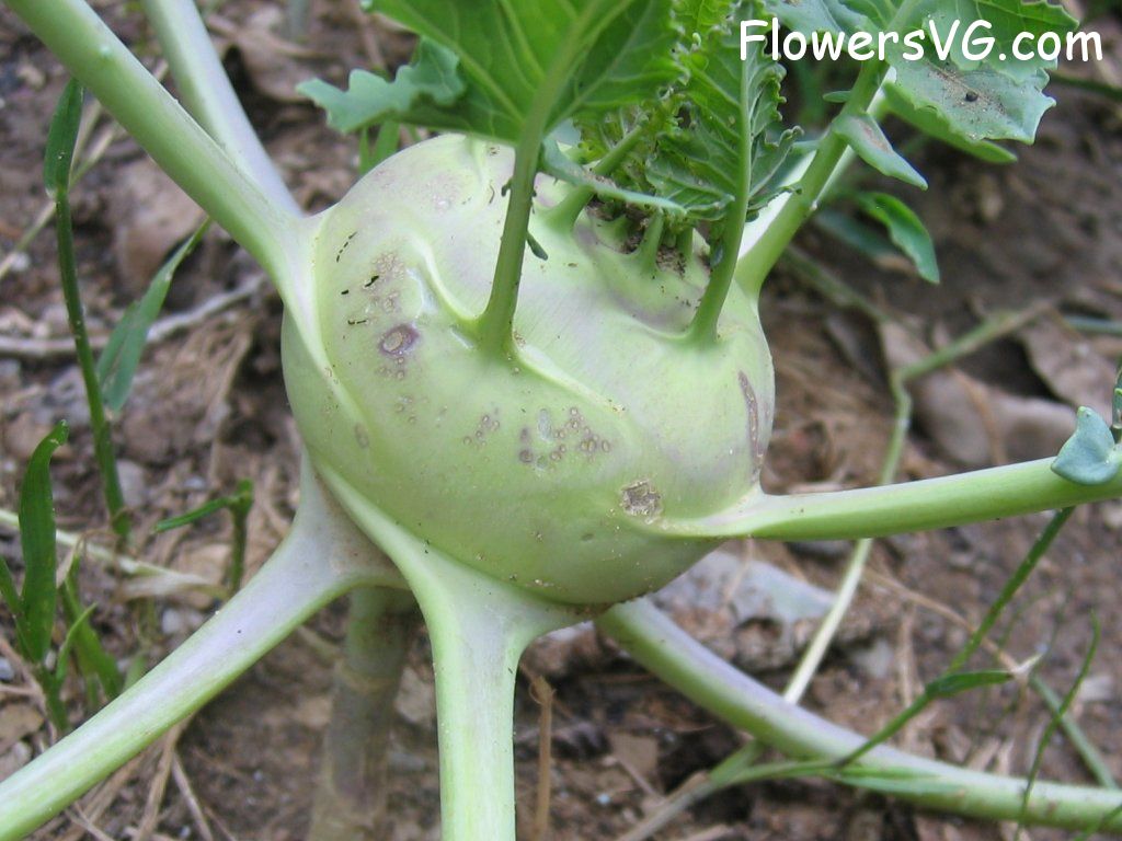  vegetable0331.jpg