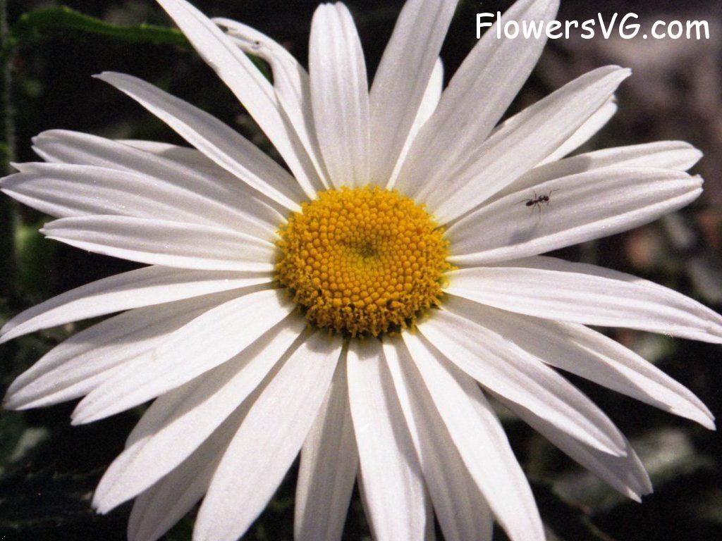 daisy flower Photo whitedaisy05.jpg