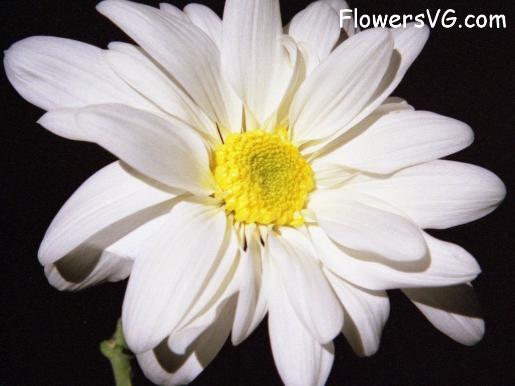 daisy flower Photo whitedaisy12.jpg