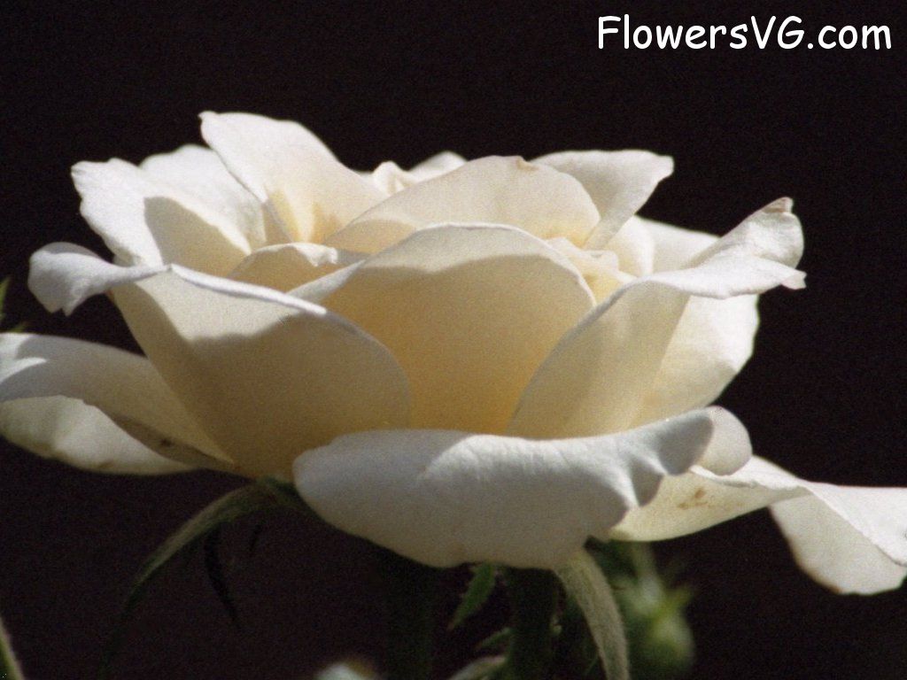  whiteroses03.jpg