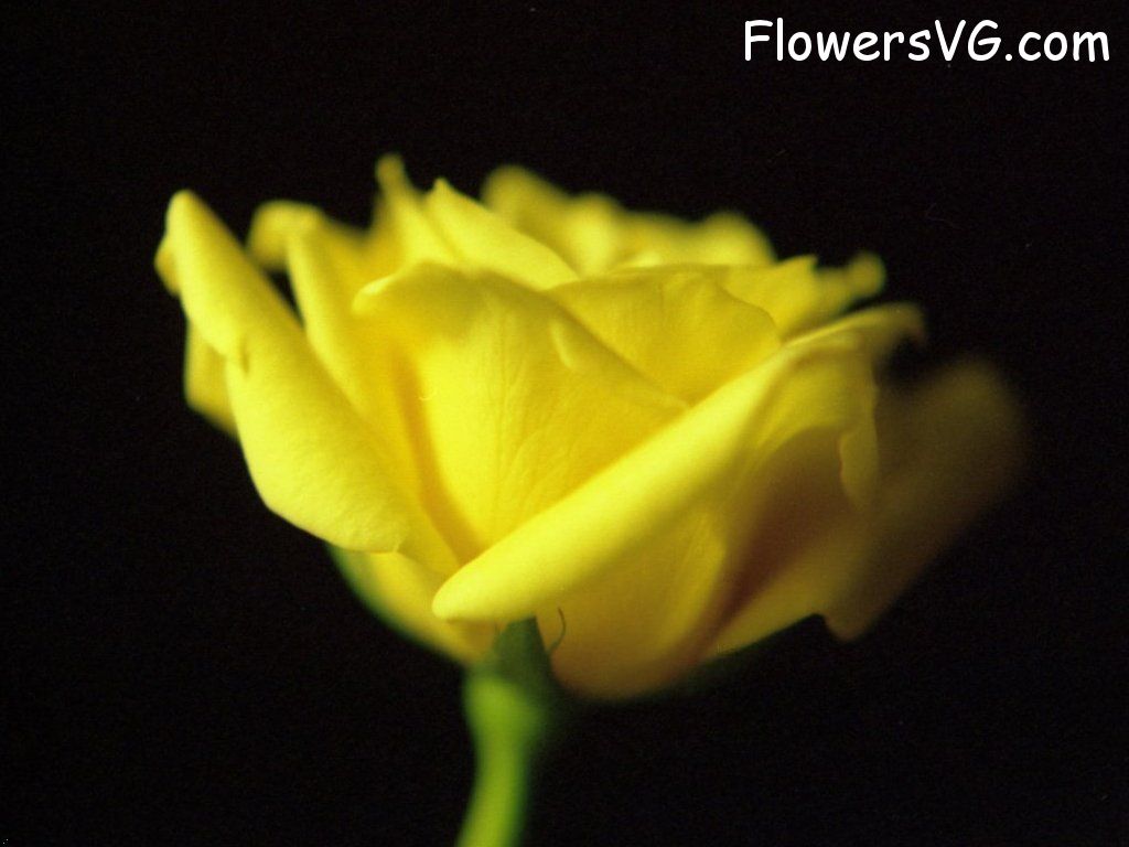  yellowrose023.jpg