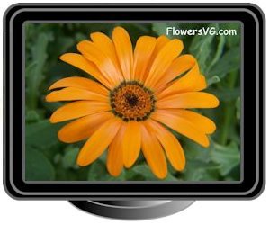 african daisy orange