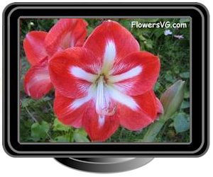 amaryllis