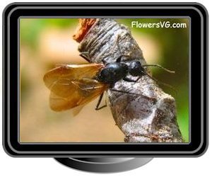 flying ant