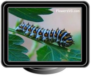 black white swallowtail caterpillar