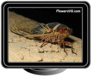 cicada heat bug