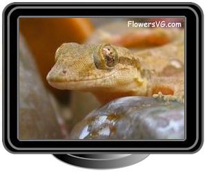 gecko