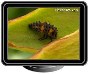 ladybug larva