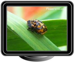 ladybug pupa