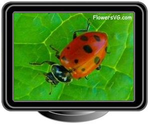 ladybug