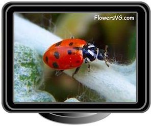 ladybug