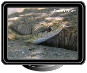 snake garden