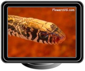 garter snake