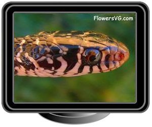 snake head