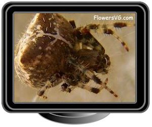 large brown horned orb spider