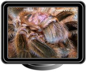 maroon spider tarantula