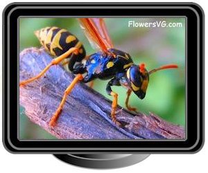 black yellow wasp