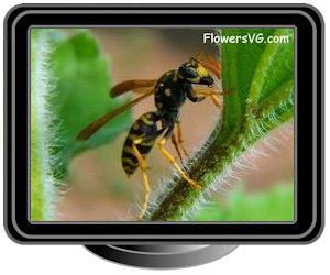 black gold wasp