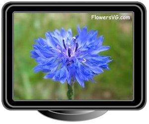 bachelor buttons blue