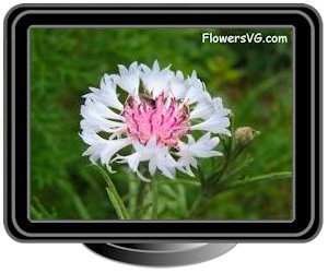 bachelor buttons white