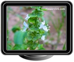 basil blossom flowers