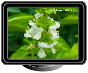 sweet basil blossom flowers