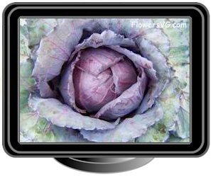 large red cabbage