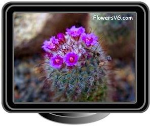 small cactus flowers