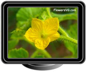 cantaloupe flower blossom