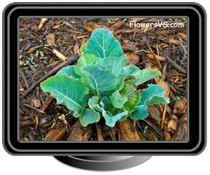 cauliflower seedling